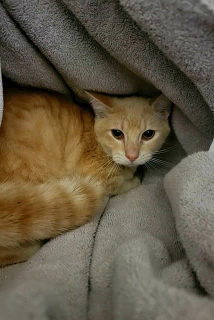 Shylow - Domestic Short Hair