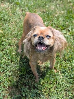 Gremlin image 1