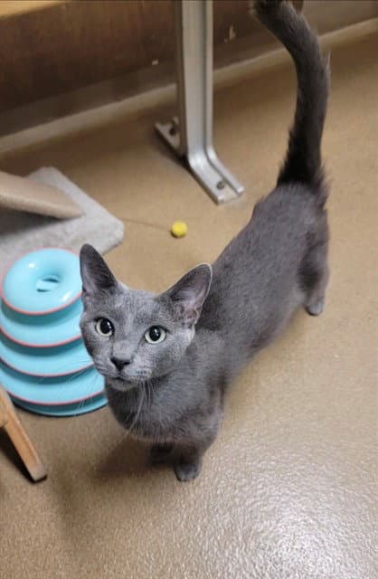 Unknown - Domestic Short Hair