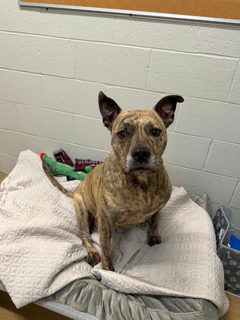 Tilly - American Pit Bull Terrier