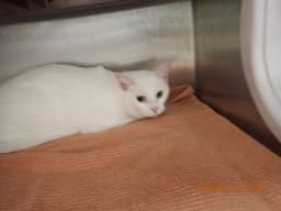 Fionna image 1