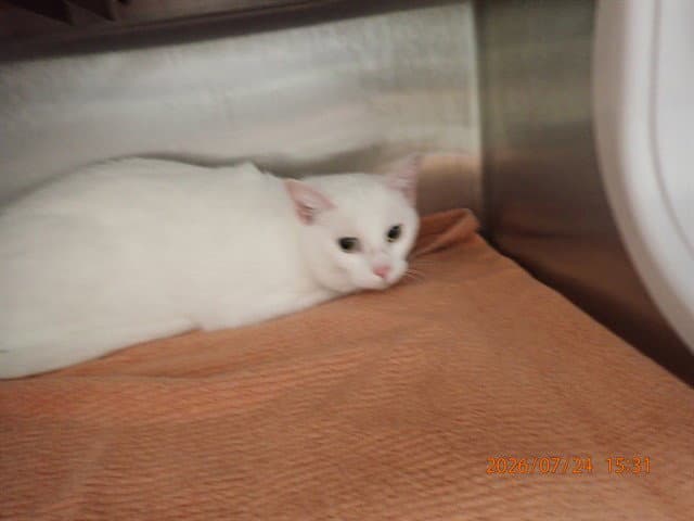 Fionna - Domestic Short Hair