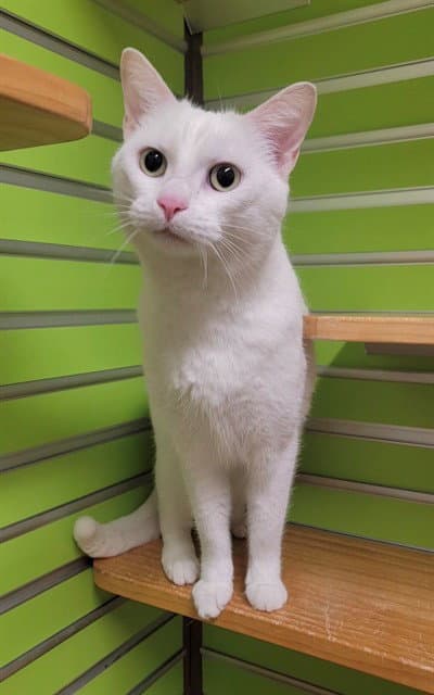Fionna - Domestic Short Hair