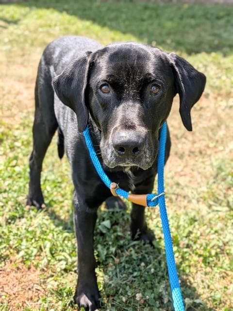 Cole - Labrador Retriever