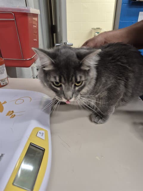 Unknown - Domestic Short Hair