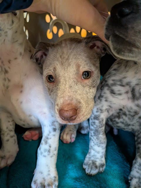 Peanut - Australian Cattle Dog/Blue Heeler