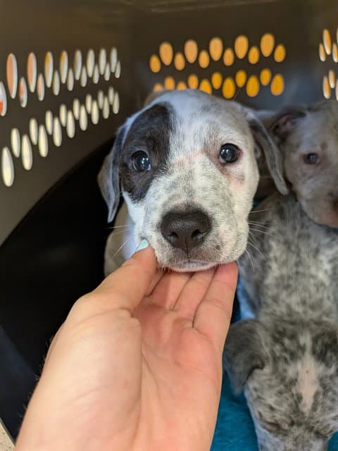 Butter - Australian Cattle Dog/Blue Heeler