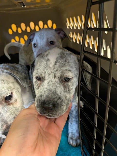 Jelly - Australian Cattle Dog/Blue Heeler