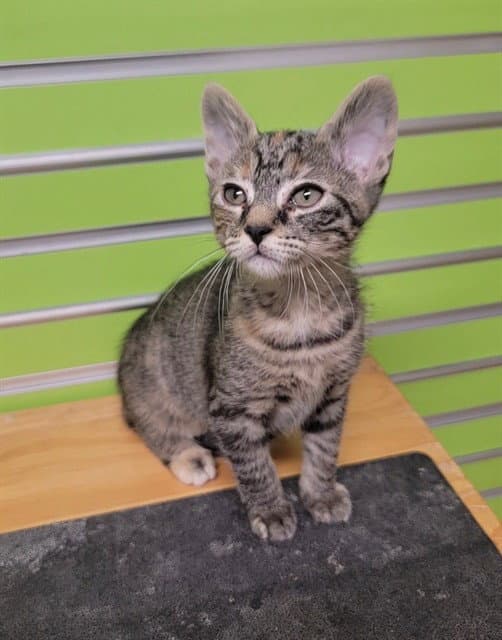 Tigger - Domestic Short Hair