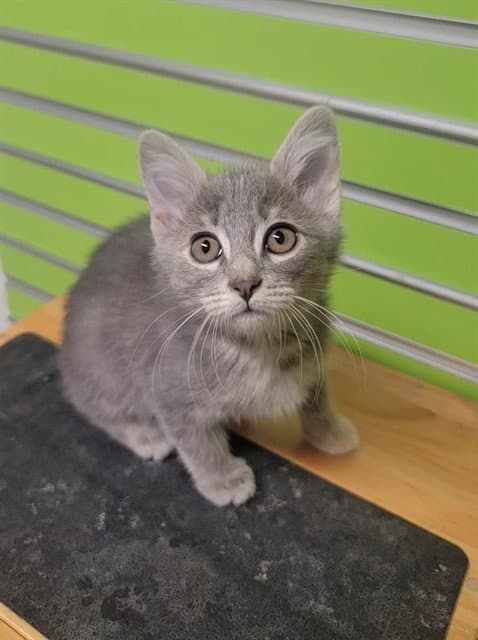 Piglet - Domestic Short Hair