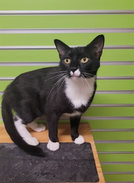 Tuxette - Domestic Short Hair
