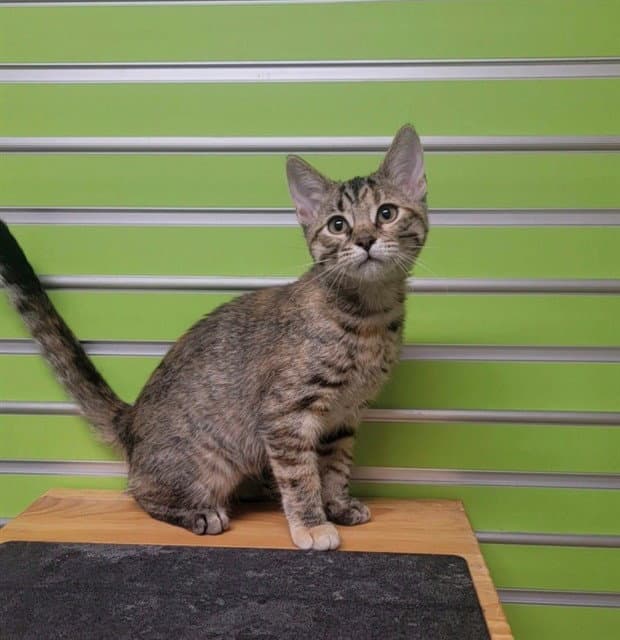 Kappi - Domestic Short Hair