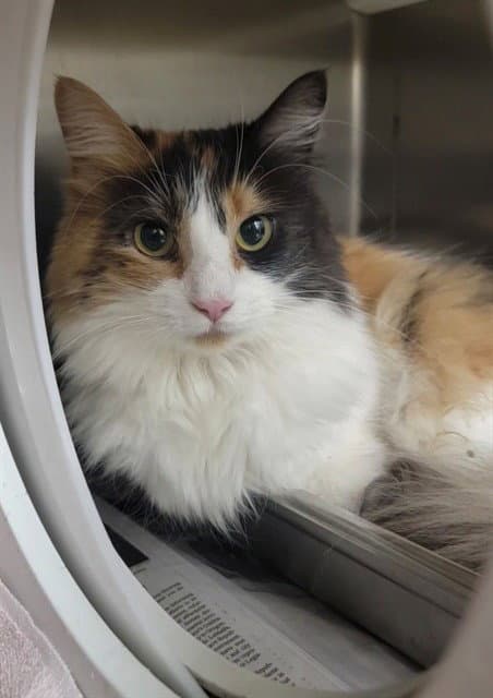 Cashmere - Domestic Medium Hair
