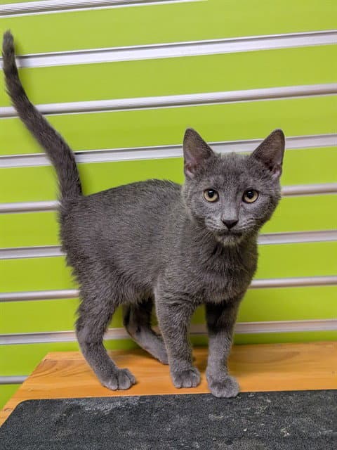 Grover - Domestic Short Hair