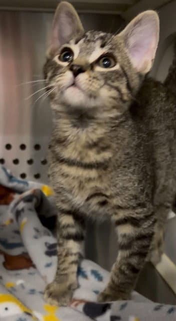 Pooh Bear - Domestic Short Hair