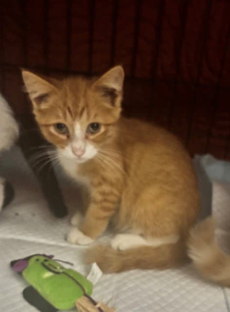 Haaland - Domestic Short Hair