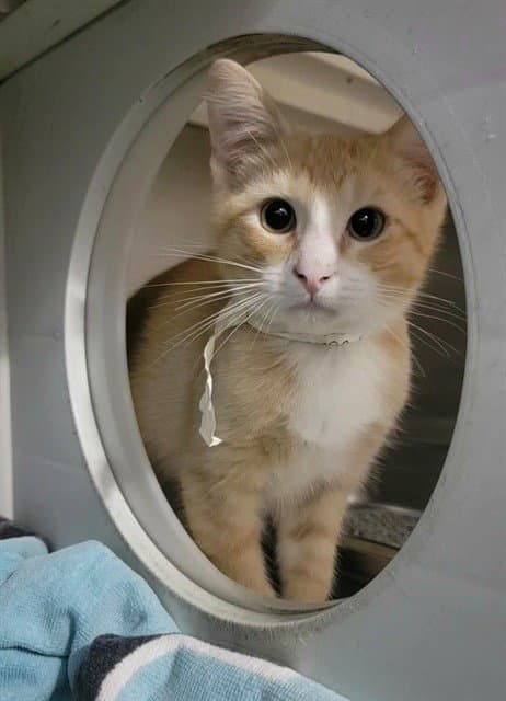 Haaland - Domestic Short Hair