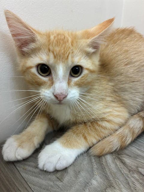Ronaldo - Domestic Short Hair