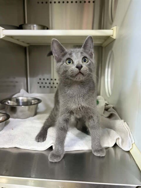 Skylar - Domestic Short Hair