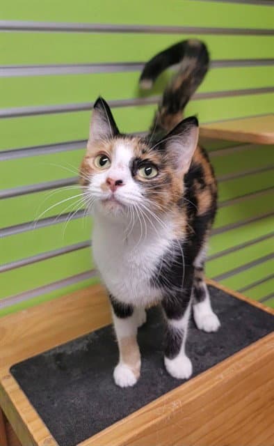 Alexia - Domestic Short Hair