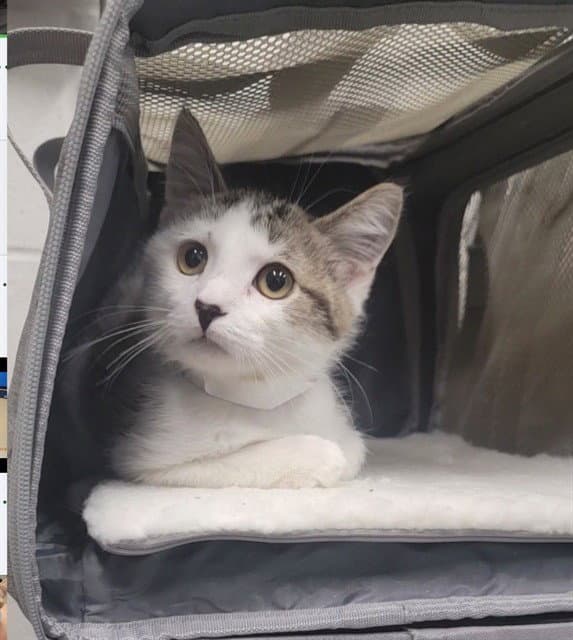 Zig - Domestic Short Hair
