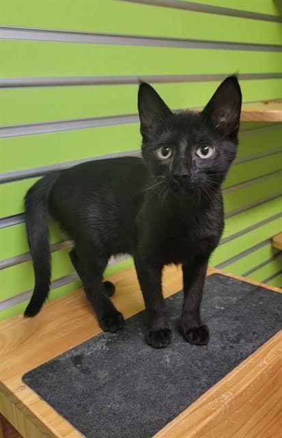 Perry - Domestic Short Hair