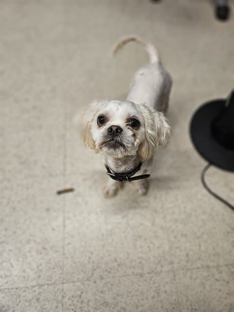 Drake - Maltese