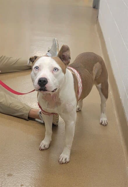 Unknown - Pit Bull Terrier