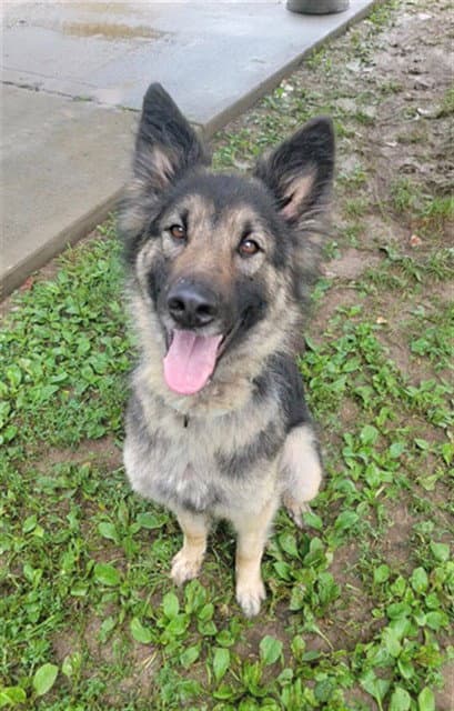 Misha - German Shepherd Dog