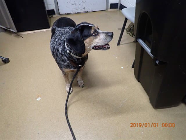 Holly - Beagle