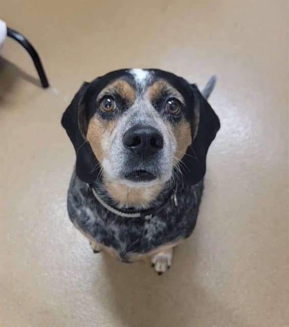 Holly - Beagle