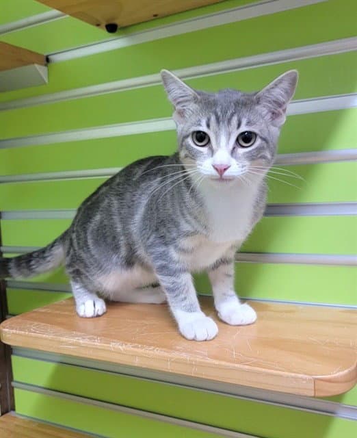 Calliope - Domestic Short Hair