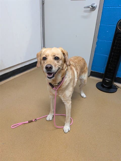 Unknown - Labrador Retriever