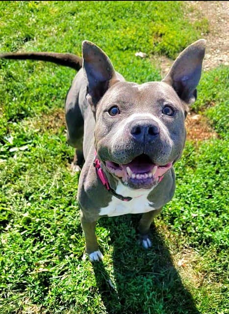 Makto - Pit Bull Terrier