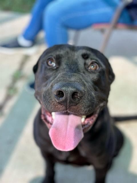 Batman - Labrador Retriever