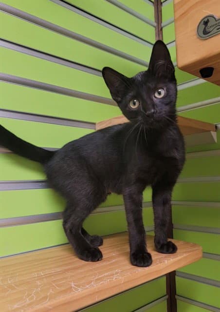 Gemma - Domestic Short Hair