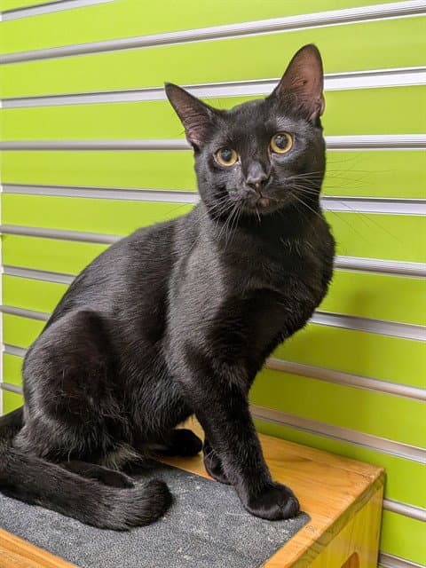 Espresso - Domestic Short Hair