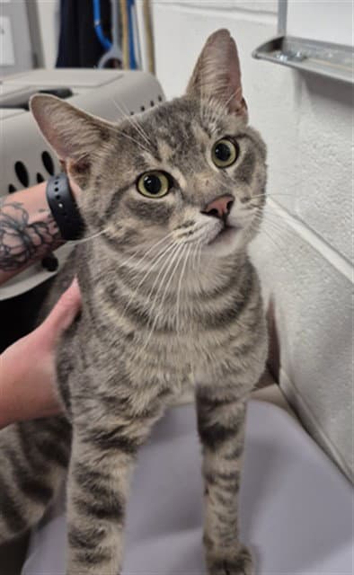 Isaac - Domestic Short Hair