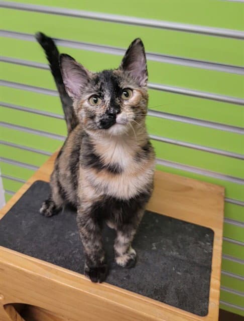 Zara - Domestic Short Hair