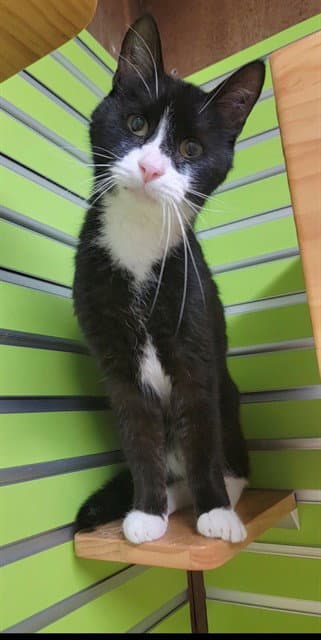 Lover Boy - Domestic Short Hair