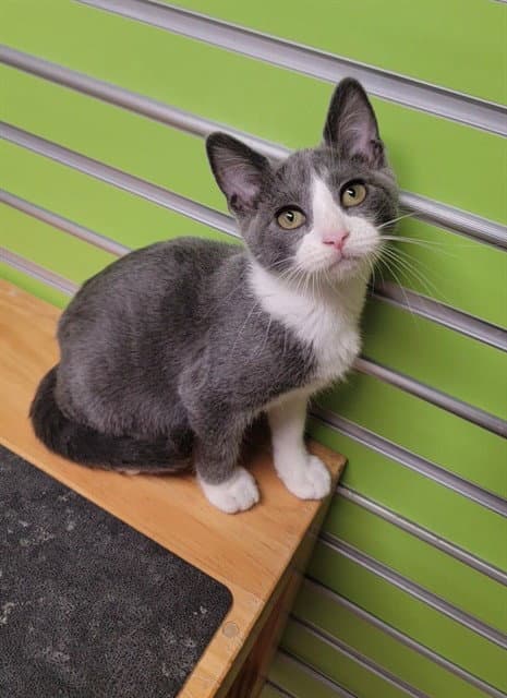 Sebi - Domestic Short Hair
