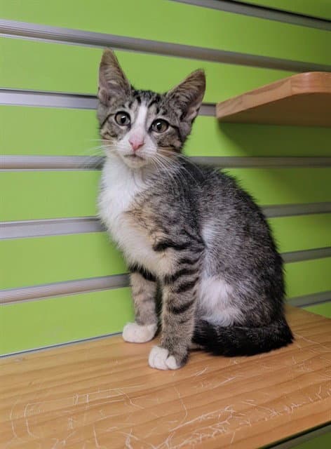 Bastian - Domestic Short Hair