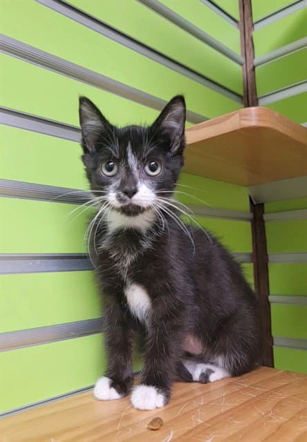 Paisley - Domestic Short Hair