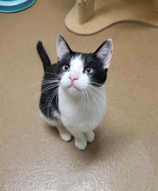 Lacey - Domestic Short Hair
