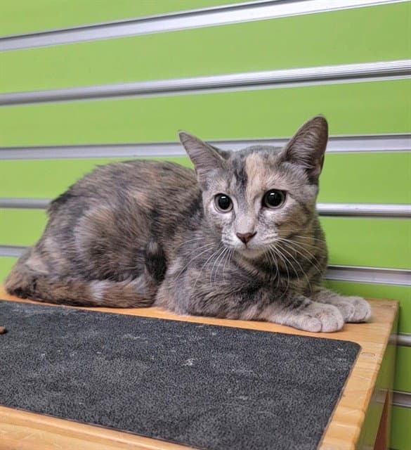 Precious - Domestic Short Hair