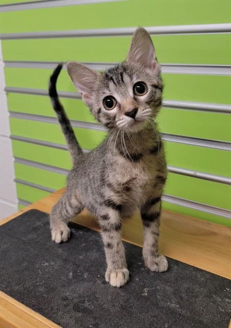 Susie Q - Domestic Short Hair