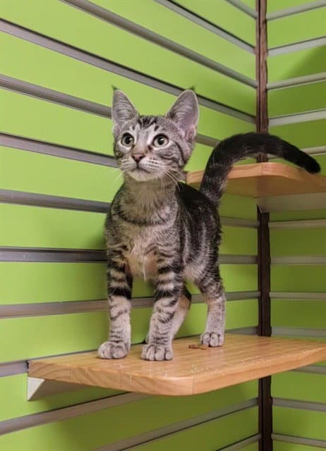 Cori - Domestic Short Hair