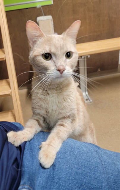 Selma - Domestic Short Hair