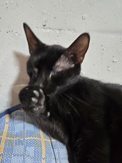 Unknown - Domestic Short Hair