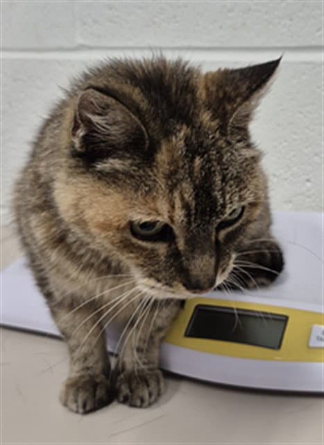 Trinity - Domestic Short Hair